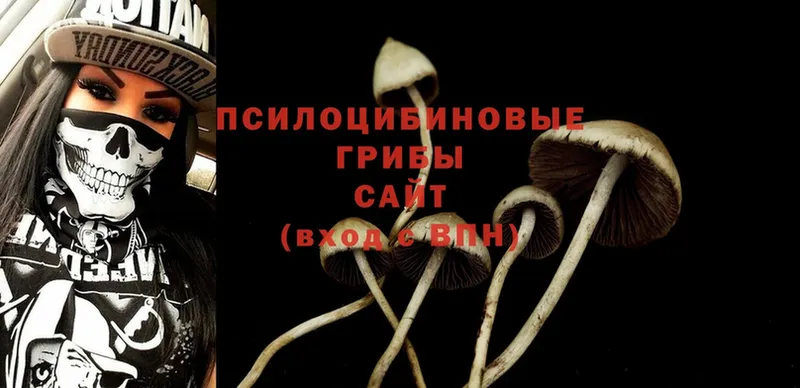 Галлюциногенные грибы Psilocybe  Котельнич 